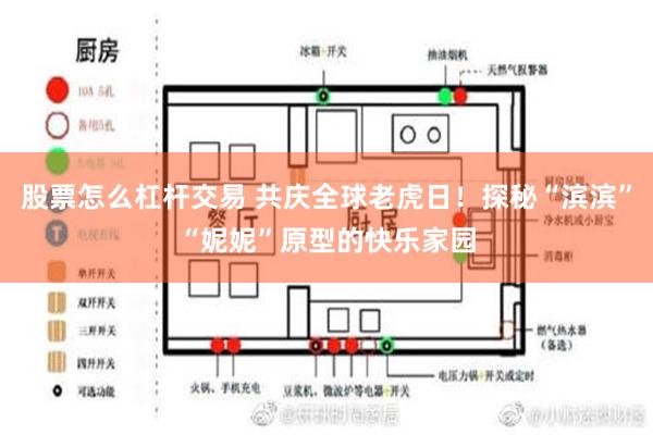 股票怎么杠杆交易 共庆全球老虎日！探秘“滨滨”“妮妮”原型的快乐家园